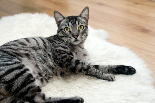 can i raw feed my cat